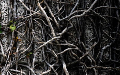 Untangling Life’s Challenges: Tangled Vines and Smoldering Embers